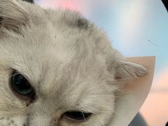 -佳怡动物医院·平价24小时·猫专科骨外科