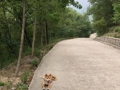 -北京鹫峰国家森林公园