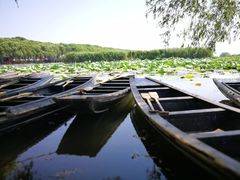 -洪湖生态旅游区