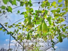 景点-上海长兴岛郊野公园