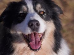-趣玩宠物乐园寄养训犬训狗游泳池