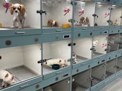 -萌宠之家·腊肠犬·马尔泰·小体犬舍