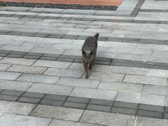 -广东仲元中学