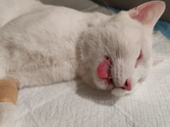 -艾吉宠物医院·疑难杂症转诊中心·猫友好(碧江路院)