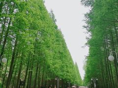 -日照海滨国家森林公园
