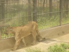 -石家庄市动物园