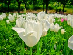 -北京国际鲜花港