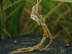 -紫鹊界梯田景区