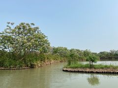 -大湾区中央湿地公园
