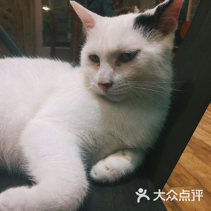 angelacat猫咪主题咖啡馆(新街口店)图片 - 第4张