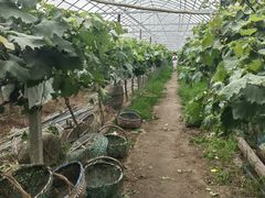 -马陆小张葡萄园农家乐