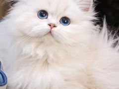 -欣宠猫屋·矮脚拿破仑·蓝金金渐层