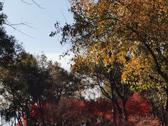 -岳麓山风景名胜区