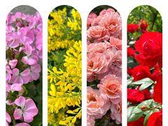 -鹅湖玫瑰文化园