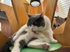 -MOCHA明星猫咖(田子坊店)