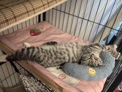 -瑞派福兴宠物医院犬猫全科·骨科·中西医结合(河东店)