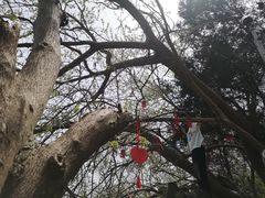 -大蜀山国家森林公园