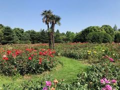 -上海滨江森林公园