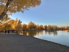 -金塔沙漠胡杨林景区