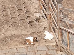 -北京鹿世界主题园