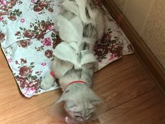 -佳怡动物医院·平价24小时·猫专科骨外科