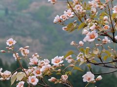 -舒家湾天主教堂