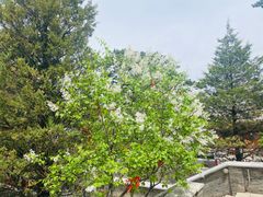-妙峰山风景名胜区