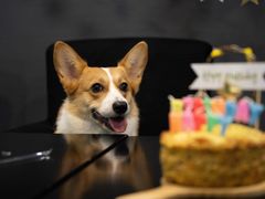 -百好乐宠物友好餐厅(朝外大街店)