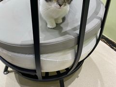 -藏猫猫咖啡主题馆(中央大道店)