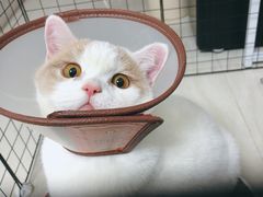 -创凡宠物医院·骨专科  猫科中心(西乡分院)