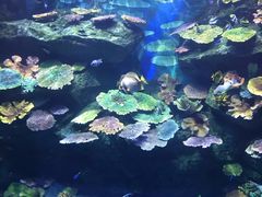 -暹罗海洋世界
