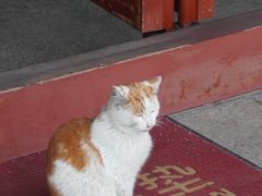 -长春观