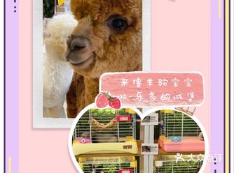 六一来撸羊驼宝宝啦！乐多的城堡主题乐园