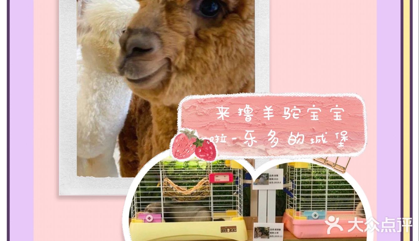 六一来撸羊驼宝宝啦！乐多的城堡主题乐园