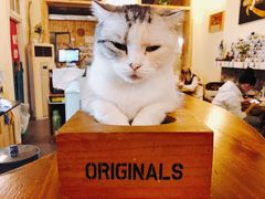 -猫色咖啡·猫咖