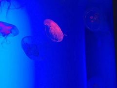 -瑞普利水族馆