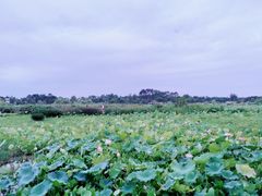 景点-三圣花乡旅游区