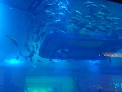 -迪拜水族馆及水下动物园