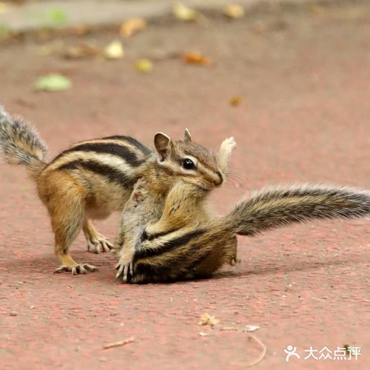 昭陵｜花栗鼠母子的故事