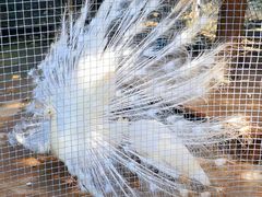 -海南热带野生动植物园