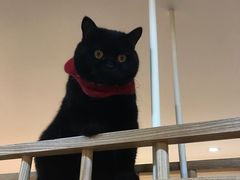 -滚猫咖啡·猫咖·猫友好撸猫(未来城店)