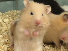 -钓仓鼠(洋桥北里小区店)