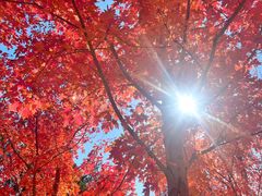 -北京西山国家森林公园