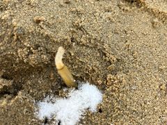 -烟台金沙滩喜来登度假酒店