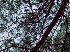 -原山国家森林公园