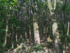 -黄埔油麻山森林公园