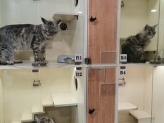 -十年猫舍·猫咪专门店(普陀店)