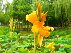 -陈家山荷花公园