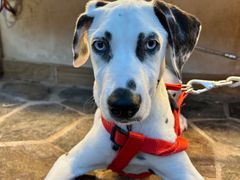 -逗柴町空中花园·雪橇三傻·柴犬柯基狗咖·猫咖·爬宠