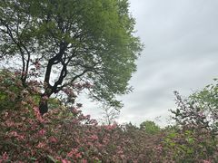 -北京西山国家森林公园